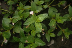 Lindernia procumbens