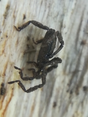 Anelasmocephalus cambridgei