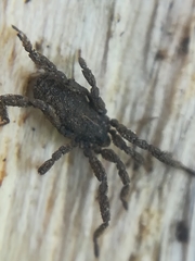 Anelasmocephalus cambridgei