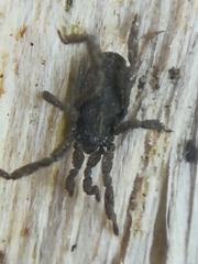 Anelasmocephalus cambridgei