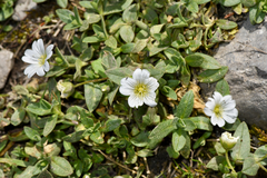 Cerastium latifolium