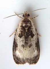 Olethreutes malana