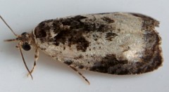 Olethreutes malana