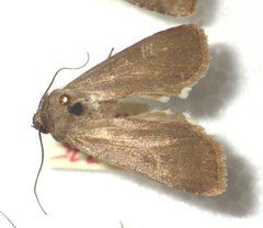 Euxoa birivia