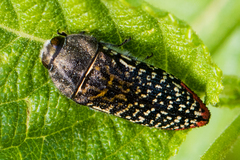 Acmaeodera haemorrhoa