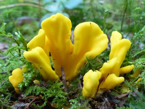 Irregular Earth Tongue