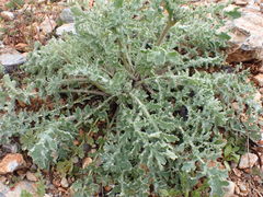 Glaucium flavum