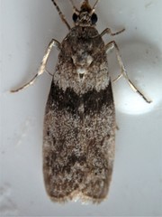 Meroptera pravella