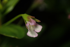 Lindernia procumbens