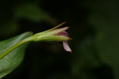 Lindernia procumbens