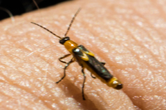 Belotus bicolor