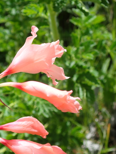 Image of Gladiolus oppositiflorus by no rights reserved