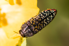 Acmaeodera haemorrhoa