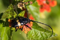 Lissonotus flavocinctus puncticollis
