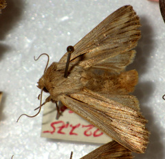 Leucania comma