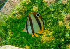 Chaetodon marleyi