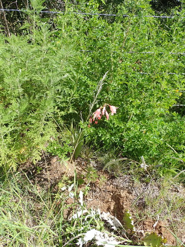 Image of Gladiolus oppositiflorus by no rights reserved