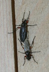 Bibio femoratus