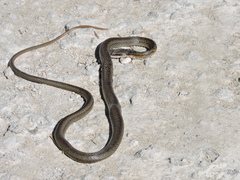 Cubophis vudii