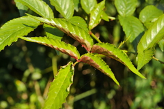 Rubus cardotii