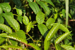 Rubus cardotii