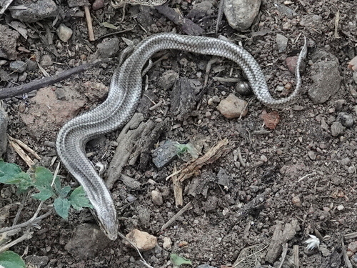 Common snake skink, Riopa punctata