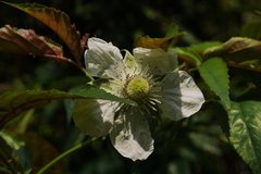 Rubus cardotii