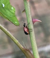 Apoderina