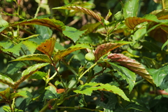 Rubus cardotii