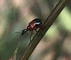 Apoderina