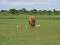 Bos indicus × taurus