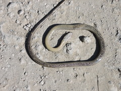 Cubophis vudii