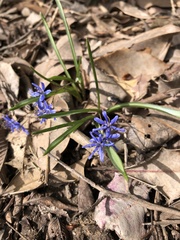 Scilla bifolia
