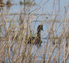 Tachybaptus ruficollis capensis