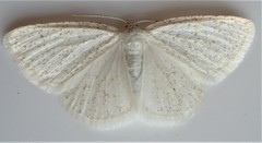 Protitame virginalis