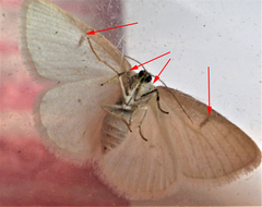 Protitame virginalis