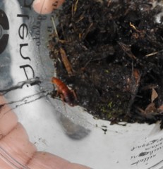 Parcoblatta americana