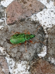 Polydrusus impressifrons