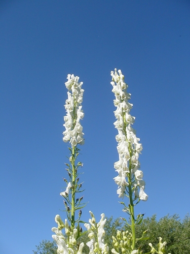 Aconitum apetalum