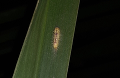 Phalacra vidhisara