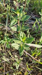 Monardella purpurea