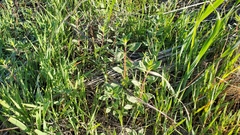 Monardella purpurea
