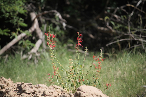 Image of Salvia exserta by (c) Ramon and Suzanne Vargas, some rights reserved (CC BY-SA)