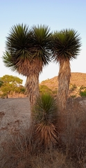 Yucca periculosa