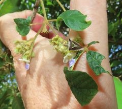 Vitex patula