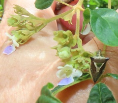 Vitex patula