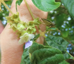 Vitex patula