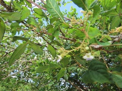 Vitex patula