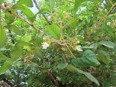 Vitex patula