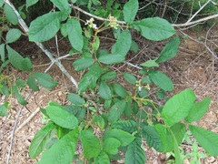 Vitex patula